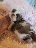 Baby, a female Shih Tzu for sale in Morgantown, KY – 3 of 10