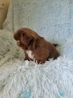 Joe, a male Shih Tzu for sale in Morgantown, KY – 6 of 6