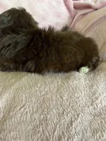 Pammy, a female Shih Tzu for sale in Morgantown, KY – 7 of 7
