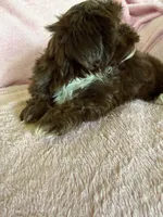 Sadie, a female Shih Tzu for sale in Morgantown, KY – 2 of 5