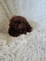 Colelow, a male Shih Tzu for sale in Morgantown, KY – 8 of 10