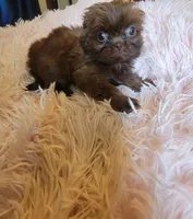 Candy, a female Shih Tzu for sale in Morgantown, KY – 4 of 10