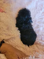 Wavie, a female Shih Tzu for sale in Morgantown, KY – 4 of 10