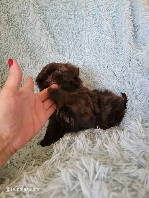 Colelow – Shih Tzu puppy for sale in Morgantown, KY