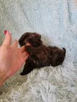 Colelow, a male Shih Tzu for sale in Morgantown, KY – 1 of 10