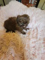 Candy, a female Shih Tzu for sale in Morgantown, KY – 5 of 10