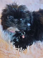Wavie, a female Shih Tzu for sale in Morgantown, KY – 10 of 10