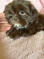 Sadie, a female Shih Tzu for sale in Morgantown, KY – 3 of 5