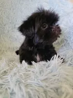Blackie, a male Shih Tzu for sale in Morgantown, KY – 4 of 6