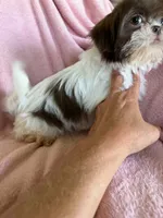 Lizzy, a female Shih Tzu for sale in Morgantown, KY – 3 of 6