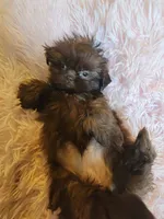 Annie, a female Shih Tzu for sale in Morgantown, KY – 7 of 10