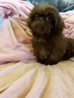 Sadie, a female Shih Tzu for sale in Morgantown, KY – 5 of 6