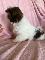 Lizzy, a female Shih Tzu for sale in Morgantown, KY – 2 of 6