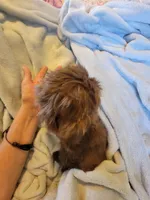 Bow, a male Shih Tzu for sale in Morgantown, KY – 6 of 10