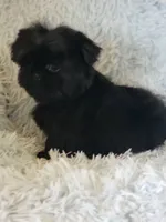 Mobie, a male Shih Tzu for sale in Morgantown, KY – 5 of 6