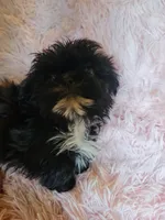 Wavie, a female Shih Tzu for sale in Morgantown, KY – 3 of 10