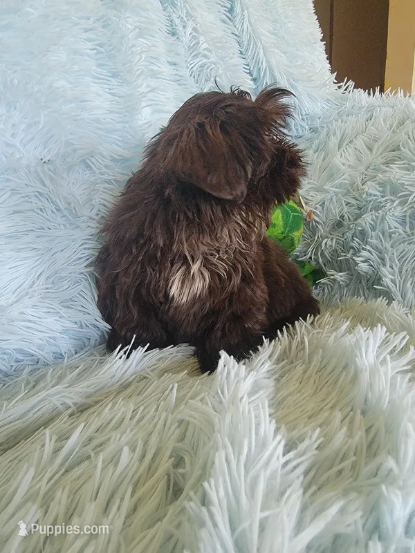 Tommy – Shih Tzu puppy for sale in Morgantown, KY