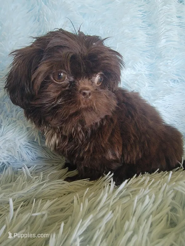 Tommy – Shih Tzu puppy for sale in Morgantown, KY