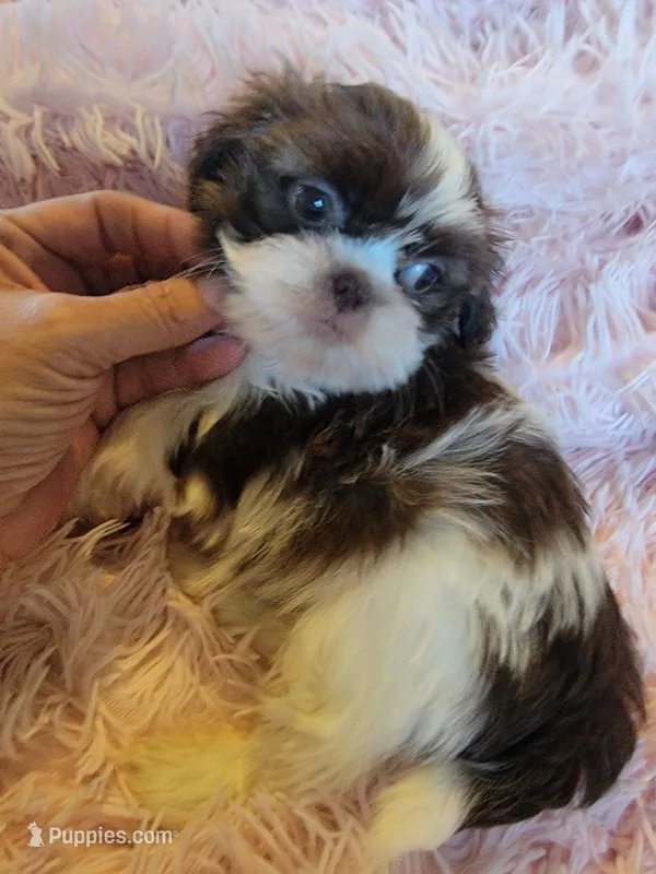 Honey – Shih Tzu puppy for sale in Morgantown, KY