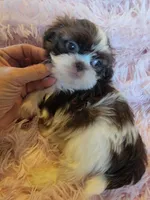 Honey, a female Shih Tzu for sale in Morgantown, KY – 1 of 10