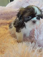 Honey, a female Shih Tzu for sale in Morgantown, KY – 2 of 10