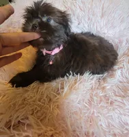 Avia, a female Shih Tzu for sale in Morgantown, KY – 7 of 10