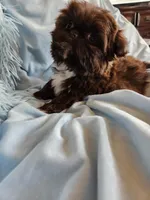 Sammy, a male Shih Tzu for sale in Morgantown, KY – Photo 8 of 10