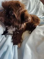 Sammy, a male Shih Tzu for sale in Morgantown, KY – Photo 3 of 10