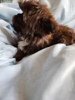 Sammy, a male Shih Tzu for sale in Morgantown, KY – Photo 10 of 10