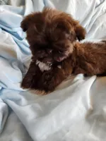 Sammy, a male Shih Tzu for sale in Morgantown, KY – Photo 6 of 10