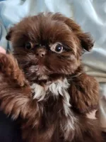 Sammy, a male Shih Tzu for sale in Morgantown, KY – Photo 5 of 10