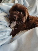 Sammy, a male Shih Tzu for sale in Morgantown, KY – Photo 7 of 10