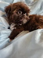 Sammy, a male Shih Tzu for sale in Morgantown, KY – Photo 1 of 10