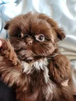 Sammy, a male Shih Tzu for sale in Morgantown, KY – Photo 9 of 10