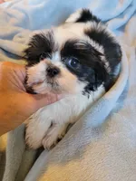 Mikey, a male Shih Tzu for sale in Morgantown, KY – 2 of 10