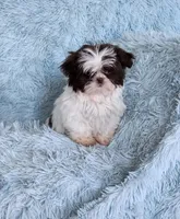 Macky, a male Shih Tzu for sale in Morgantown, KY – Photo 5 of 7