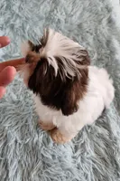 Macky, a male Shih Tzu for sale in Morgantown, KY – Photo 1 of 7