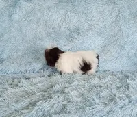 Macky, a male Shih Tzu for sale in Morgantown, KY – Photo 3 of 7