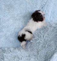 Macky, a male Shih Tzu for sale in Morgantown, KY – Photo 4 of 7