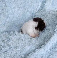 Macky, a male Shih Tzu for sale in Morgantown, KY – Photo 2 of 7