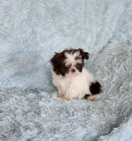 Macky, a male Shih Tzu for sale in Morgantown, KY – Photo 7 of 7