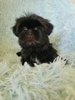 Blackie, a male Shih Tzu for sale in Morgantown, KY – 1 of 6