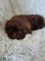 Colelow, a male Shih Tzu for sale in Morgantown, KY – 10 of 10