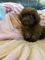 Sadie, a female Shih Tzu for sale in Morgantown, KY – 4 of 6