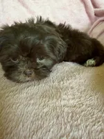 Sadie, a female Shih Tzu for sale in Morgantown, KY – 5 of 5