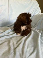 Milo, a male Shih Tzu for sale in Morgantown, KY – 4 of 6