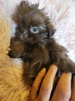 Annie, a female Shih Tzu for sale in Morgantown, KY – 3 of 10