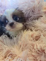 Baby, a female Shih Tzu for sale in Morgantown, KY – 6 of 10