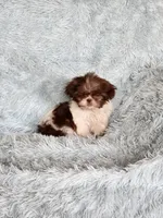 April, a female Shih Tzu for sale in Morgantown, KY – Photo 4 of 9