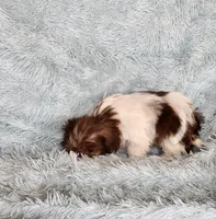 April, a female Shih Tzu for sale in Morgantown, KY – Photo 3 of 9